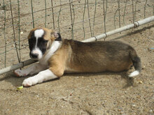 ROXY, Hund, Mischlingshund in Bulgarien - Bild 9