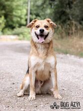 MANGO, Hund, Mischlingshund in Slowakische Republik - Bild 1