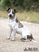 SHARON, Hund, Mischlingshund in Slowakische Republik - Bild 1