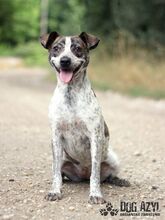 SHARON, Hund, Mischlingshund in Slowakische Republik - Bild 10