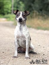 SHARON, Hund, Mischlingshund in Slowakische Republik - Bild 11