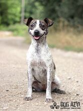 SHARON, Hund, Mischlingshund in Slowakische Republik - Bild 12