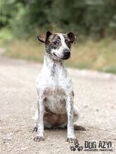 SHARON, Hund, Mischlingshund in Slowakische Republik - Bild 5