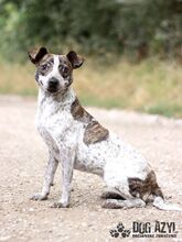 SHARON, Hund, Mischlingshund in Slowakische Republik - Bild 6