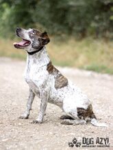 SHARON, Hund, Mischlingshund in Slowakische Republik - Bild 8