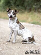 SHARON, Hund, Mischlingshund in Slowakische Republik - Bild 9