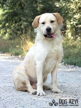 HENRIK, Hund, Mischlingshund in Slowakische Republik - Bild 1