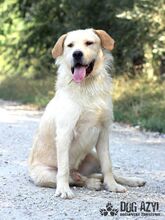 HENRIK, Hund, Mischlingshund in Slowakische Republik - Bild 12