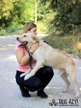 HENRIK, Hund, Mischlingshund in Slowakische Republik - Bild 14