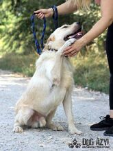 HENRIK, Hund, Mischlingshund in Slowakische Republik - Bild 9