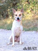 ERIKA, Hund, Mischlingshund in Slowakische Republik - Bild 1