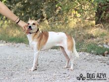 ERIKA, Hund, Mischlingshund in Slowakische Republik - Bild 3