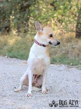 ERIKA, Hund, Mischlingshund in Slowakische Republik - Bild 8