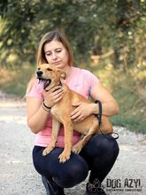 CONNOR, Hund, Mischlingshund in Slowakische Republik - Bild 10