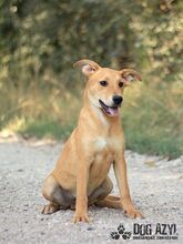 CONNOR, Hund, Mischlingshund in Slowakische Republik - Bild 2