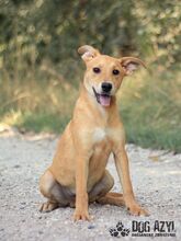 CONNOR, Hund, Mischlingshund in Slowakische Republik - Bild 3