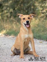 CONNOR, Hund, Mischlingshund in Slowakische Republik - Bild 4