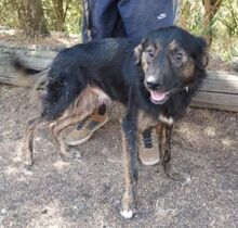 DYLAN, Hund, Mischlingshund in Slowakische Republik - Bild 3