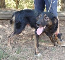 DYLAN, Hund, Mischlingshund in Slowakische Republik - Bild 5