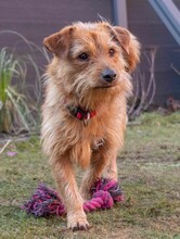 PEPITA, Hund, Mischlingshund in Grethem - Bild 1