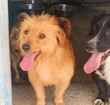 PEPITA, Hund, Mischlingshund in Grethem - Bild 13