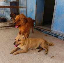 PEPITA, Hund, Mischlingshund in Grethem - Bild 18