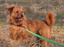 PEPITA, Hund, Mischlingshund in Grethem - Bild 2