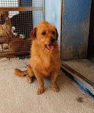 PEPITA, Hund, Mischlingshund in Grethem - Bild 22