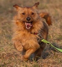 PEPITA, Hund, Mischlingshund in Grethem - Bild 3