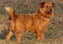 PEPITA, Hund, Mischlingshund in Grethem - Bild 4