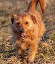 PEPITA, Hund, Mischlingshund in Grethem - Bild 6