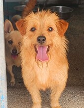 PEPITA, Hund, Mischlingshund in Grethem - Bild 7