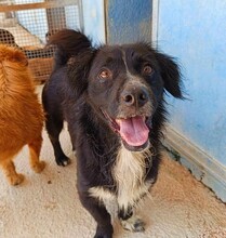 PEPPER, Hund, Mischlingshund in Grethem - Bild 10