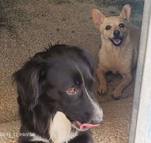 PEPPER, Hund, Mischlingshund in Grethem - Bild 17