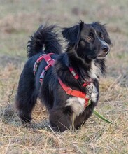 PEPPER, Hund, Mischlingshund in Grethem - Bild 2