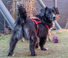 PEPPER, Hund, Mischlingshund in Grethem - Bild 3