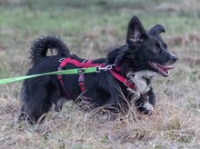 PEPPER, Hund, Mischlingshund in Grethem - Bild 4