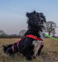 PEPPER, Hund, Mischlingshund in Grethem - Bild 5