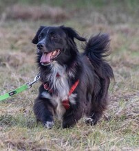 PEPPER, Hund, Mischlingshund in Grethem - Bild 6