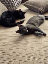 MIRELLA, Katze, Europäisch Kurzhaar in Bulgarien - Bild 2