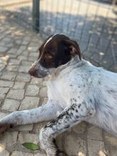 DINGO, Hund, Mischlingshund in Portugal - Bild 3