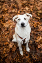 OSCAR, Hund, Mischlingshund in Erkrath - Bild 1