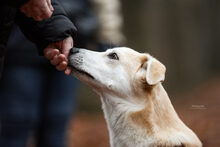 OSCAR, Hund, Mischlingshund in Erkrath - Bild 2