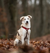 OSCAR, Hund, Mischlingshund in Erkrath - Bild 3