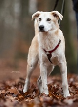 OSCAR, Hund, Mischlingshund in Erkrath - Bild 5