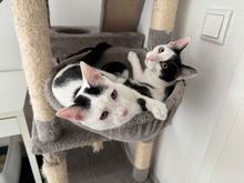 DAVE, Katze, Hauskatze in Vaterstetten - Bild 2