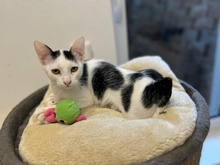 HORACE, Katze, Hauskatze in Vaterstetten