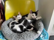 HORACE, Katze, Hauskatze in Vaterstetten - Bild 3