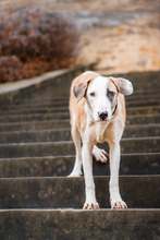 ALINA, Hund, Galgo Español-Mix in Velpke - Bild 5