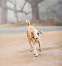 ALINA, Hund, Galgo Español-Mix in Velpke - Bild 6